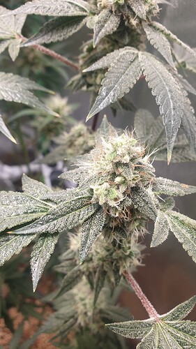Growreport Bild 4