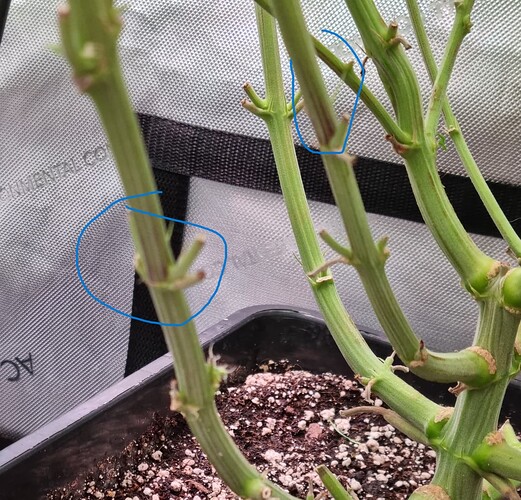 Growreport Bild 29