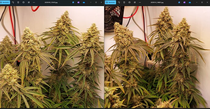 Growreport Bild 4