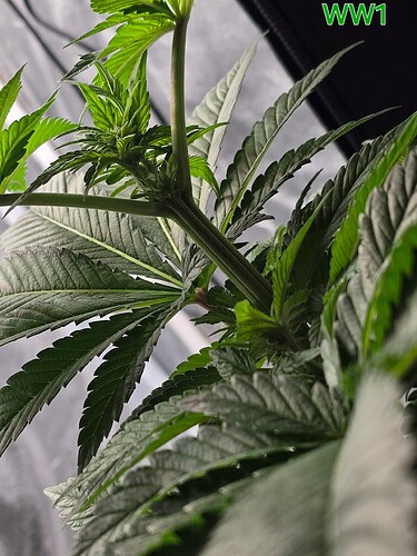 Growreport Bild 6