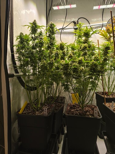 Growreport Bild 13
