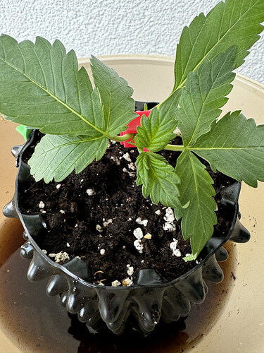 Growreport Bild 2