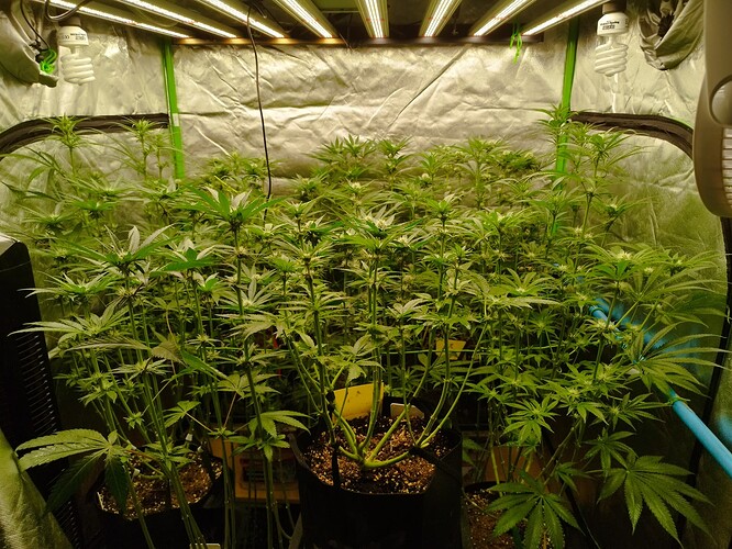 Mehrere Cannabispflanzen in der Blütephase in einem Zelt unter LED-Beleuchtung.