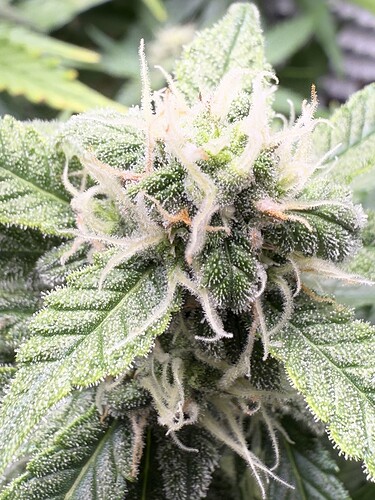 Growreport Bild 9