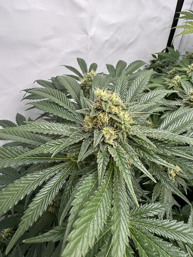 Growreport Bild 5
