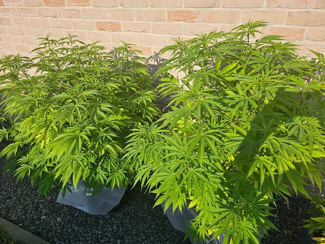 Growreport Bild 3