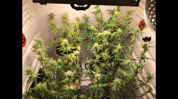 Growreport Bild 11