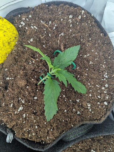 PXL_20250309_072937544