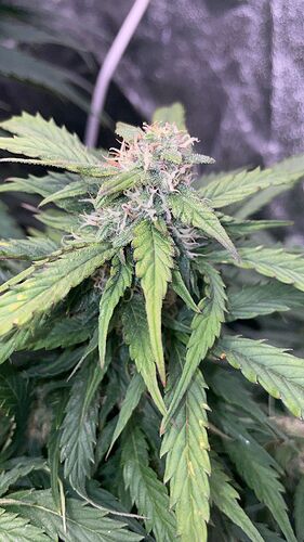Nahaufnahme eines Cannabis-Buds in der Blütephase mit sichtbaren Trichomen und braunen Blattspitzen.