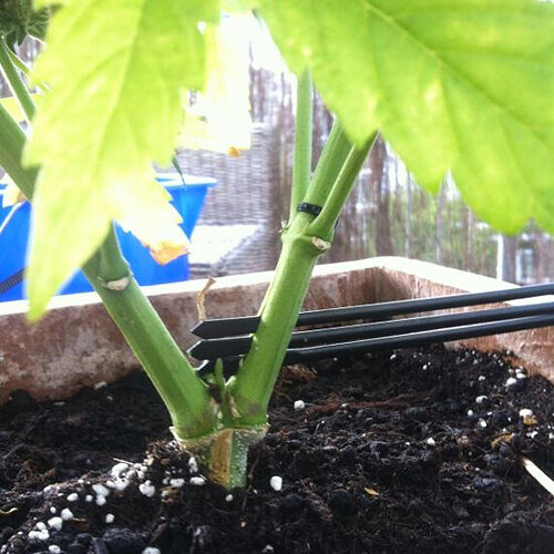 Geben Sie einen Bleistift oder Stäbchen dazwischen