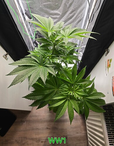 Growreport Bild 7