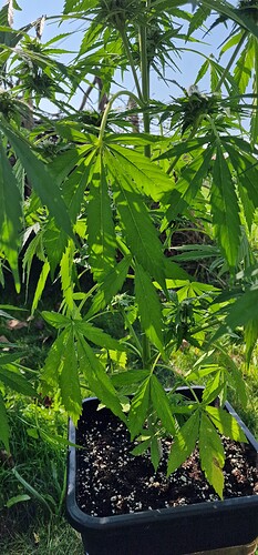 Growreport Bild 1