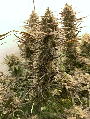 Growreport Bild 6