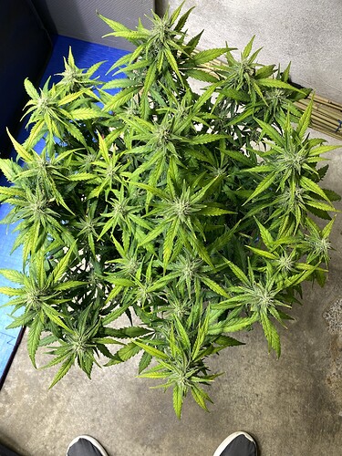 Growreport Bild 29