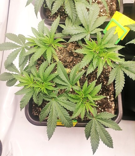 Growreport Bild 9