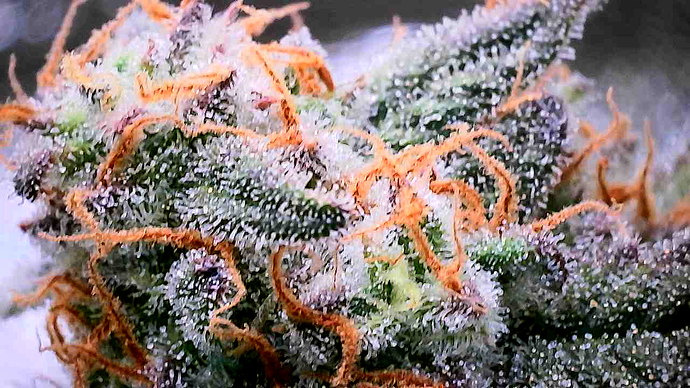 Growreport Bild 5