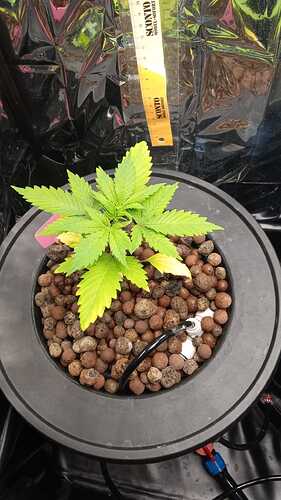 Growreport Bild 2