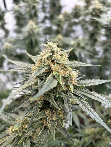 Growreport Bild 9