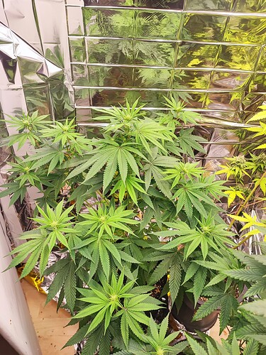 Growreport Bild 1