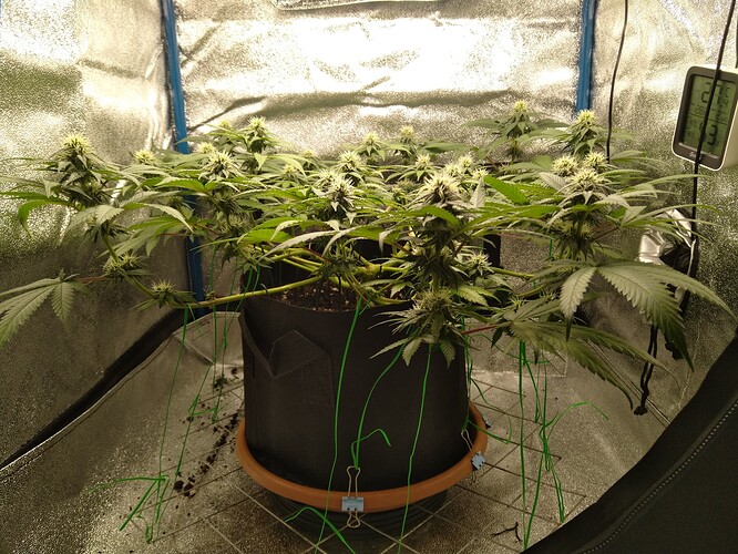 Growreport Bild 10
