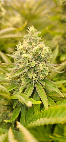 Growreport Bild 35