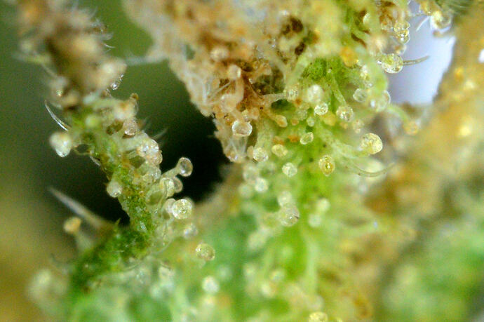 trichomesiberian1