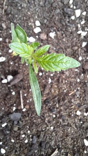 Growreport Bild 15