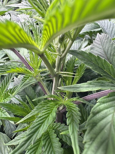 Growreport Bild 4