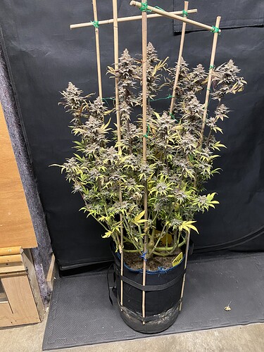 Growreport Bild 15