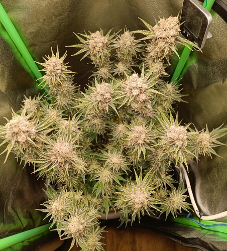 Growreport Bild 2