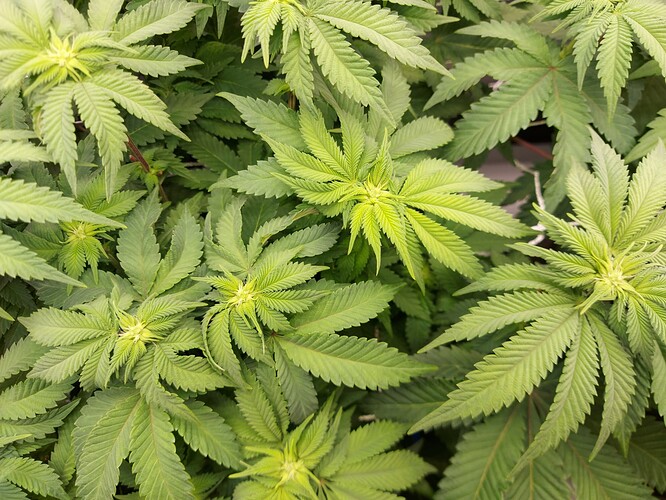 Growreport Bild 6