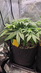 Growreport Bild 38