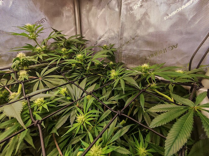 Growreport Bild 4