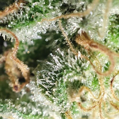 Growreport Bild 19