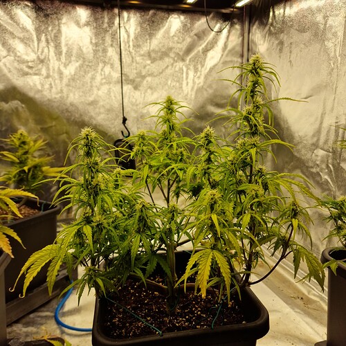 Growreport Bild 9
