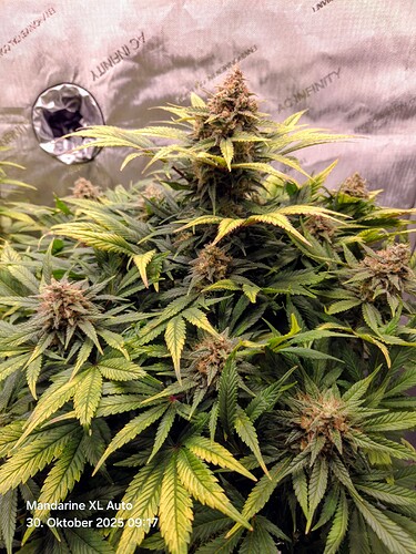 Growreport Bild 15