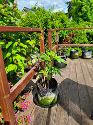 IMG_20260519_154159