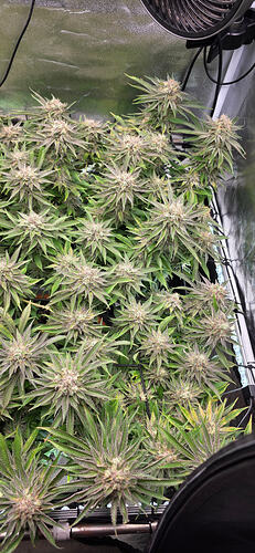 Growreport Bild 61