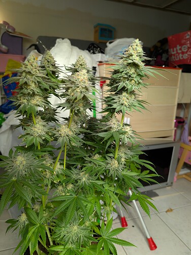 Growreport Bild 5