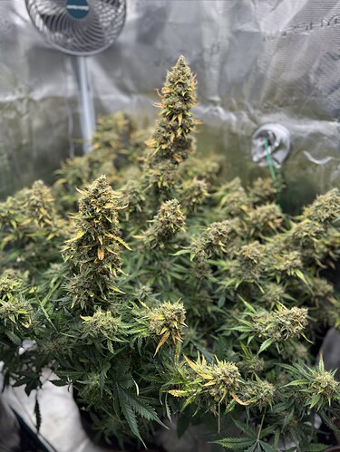Growreport Bild 27