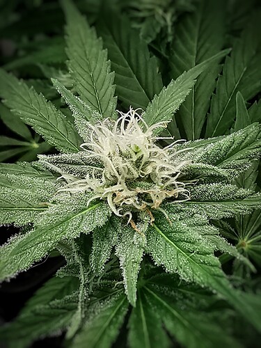 Growreport Bild 3