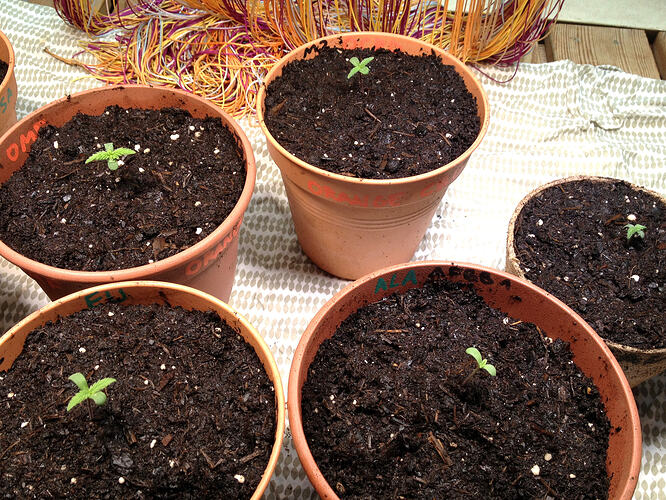 Grow26_0511_4