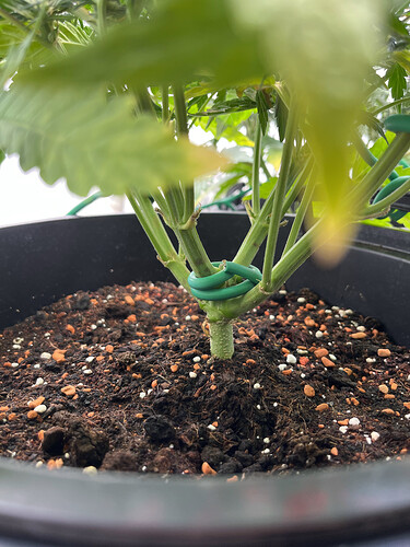 Growreport Bild 4