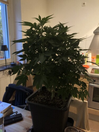 Growreport Bild 1