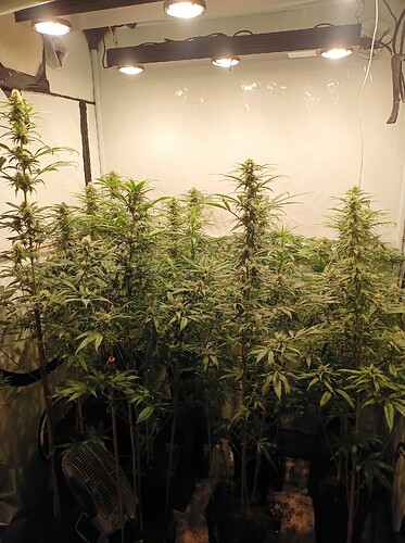 Growreport Bild 1