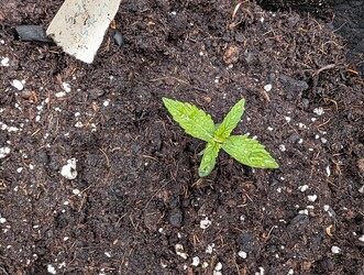 PXL_20250413_065205960