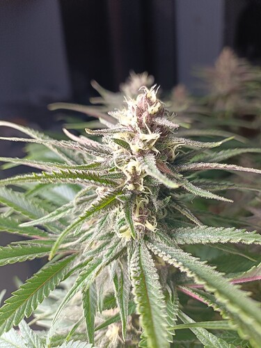Growreport Bild 7