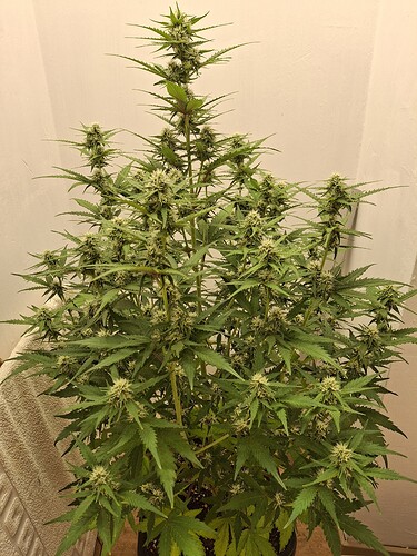 Growreport Bild 133