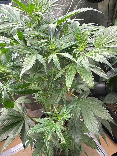 Growreport Bild 44