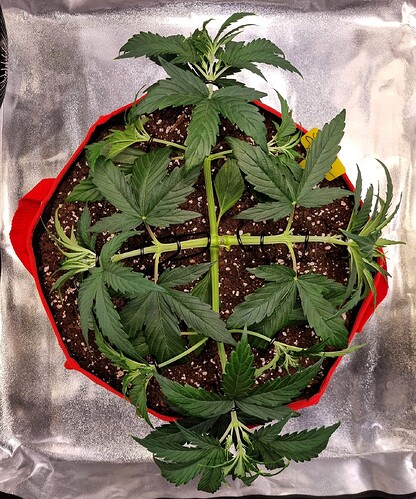 Growreport Bild 5